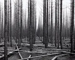 John Johns, Burnt Forest, Canterbury 1955, gelatin silver print