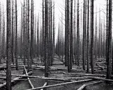 John Johns, Burnt Forest, Canterbury 1955, gelatin silver print