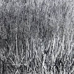 Apple Tree Dam by Peter Peryer, gelatin silver print, sold Jun 2018