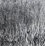 Peter Peryer, Apple Tree Dam