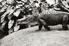 Alligator by Peter Peryer, gelatin silver print, offered Jun 2018