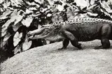 Alligator by Peter Peryer, gelatin silver print, offered Jun 2018