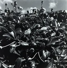 Marlborough Daisy by Peter Peryer, gelatin silver print, sold Jun 2018