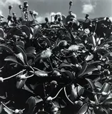 Peter Peryer, Marlborough Daisy