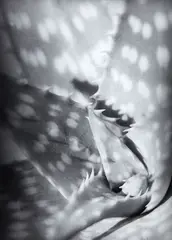 Aloe by Peter Peryer, gelatin silver print, sold Jun 2018