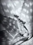 Aloe by Peter Peryer, gelatin silver print, sold Jun 2018