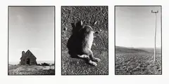 Peter Black, Untitled – Triptych with Dead Rabbit, gelatin silver print