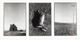 Peter Black, Untitled – Triptych with Dead Rabbit, gelatin silver print