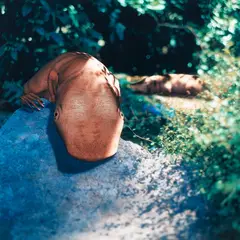 Patricia Piccinini, Superevolution, type C print, 1/30