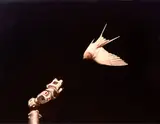 Sam Leach, Untitled (Bird)