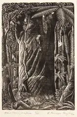 Ernest Mervyn Taylor, Giant Kauri, Waipoua, wood engraving, 5/25