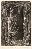 Ernest Mervyn Taylor, Giant Kauri, Waipoua, wood engraving, 5/25