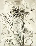T. A. McCormack, Anemones, ink and wash on paper