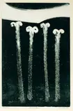 Malcolm Warr, Four Pungas, monoprint