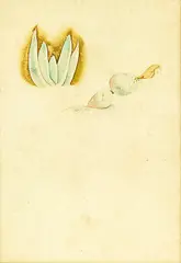 Rita Angus, Untitled – Waterlily Study, watercolour on paper