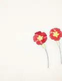 Rita Angus, Untitled – Polyanthus Study, watercolour on paper