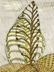 Juliet Peter, Tree Ferns in Rain, lithograph, 2/14