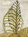 Juliet Peter, Tree Ferns in Rain, lithograph, 2/14