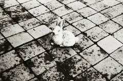Rabbit by Peter Peryer, gelatin silver print, sold Feb 2018