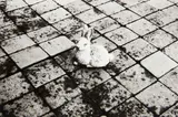 Peter Peryer, Rabbit