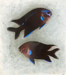 Simon Bussy, Poisson Castanet, pastel on paper