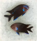 Simon Bussy, Poisson Castanet, pastel on paper