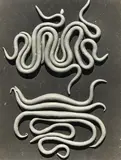 Experiment with Tapered Coils by Theodorus Johannes Schoon, gelatin silver print, sold Dec 2017