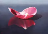 Ken Beatson, Untitled (Petal Study), oil on canvas