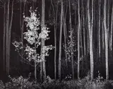 Aspens, Northern New Mexico 1958 by Ansel Adams, gelatin silver print, sold Aug 2017