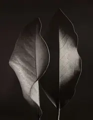 Two Leaves, 1952 by Ruth Bernhard, 1952, selenium toned gelatin silver print, later printing, offered Aug 2017