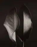 Ruth Bernhard, Two Leaves, 1952