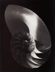Nautilus Shell, Ipswich, Mass. by Paul Caponigro, gelatin silver print, 1960, sold Aug 2017