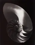Paul Caponigro, Nautilus Shell, Ipswich, Mass.