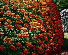 Veronica Place by Karl Maughan, oil on canvas, sold Aug 2017