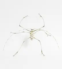 Elizabeth Thomson, White Beetle, patinated bronze