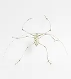 Elizabeth Thomson, White Beetle, patinated bronze