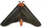 Warren Viscoe, Ghost Moth, Aotearoa, N.Z, carved and painted wood