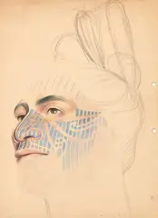Two Studies by Theodorus Johannes Schoon, one in ink and graphite and one in graphite and coloured pencil, of Sydney Parkinson’s <i>The Head of a New Zealander</i, sold Jun 2017