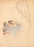 Theodorus Johannes Schoon, Two Studies, one in ink and graphite and one in graphite and coloured pencil, of Sydney Parkinson’s <i>The Head of a New Zealander</i> from ‘Journal of a Voyage to the South Seas’