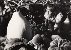 Steve Rumsay, Theo Schoon growing giant African Gourds, Home Street, Auckland, 1961., vintage gelatin silver print