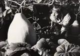 Steve Rumsay, Theo Schoon growing giant African Gourds, Home Street, Auckland, 1961., vintage gelatin silver print