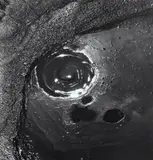 Waiotapu Mudpool Study by Theodorus Johannes Schoon, gelatin silver print, sold Jun 2017