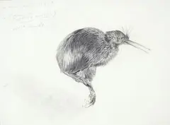 Raymond Ching, Brown Kiwi, graphite on paper