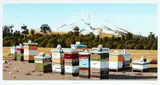 Michael Hight, Parihaka Road