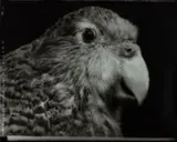 Fiona Pardington, Ka Koriki Te Manu: The Chorus of Birds, gold and selenium toned gelatin silver hand-print, edition of 5
