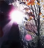 Trenton Garratt, Through the Trees, oil on linen