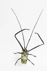 Elizabeth Thomson, Fiddler Beetle, bronze and paint
