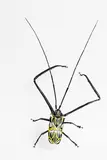 Elizabeth Thomson, Fiddler Beetle, bronze and paint