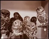 Moreporks (Bird Skins Room No. 2), Taranaki St., Wellington, 3 October 1995. by Laurence Aberhart, P.O.P photograph, sold Apr 2017
