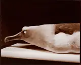 Albatross (Bird Skins Room No. 6), Taranaki St., Wellington, 30 October 1995. by Laurence Aberhart, gold and selenium toned gelatin silver print, offered Apr 2017
